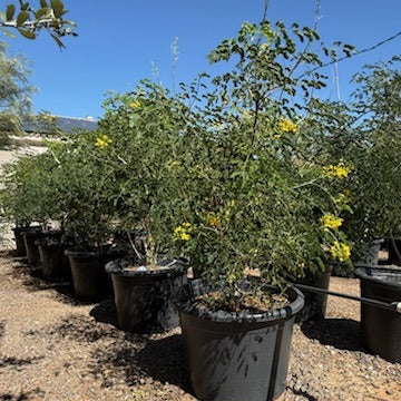 Mexican Bird of Paradise