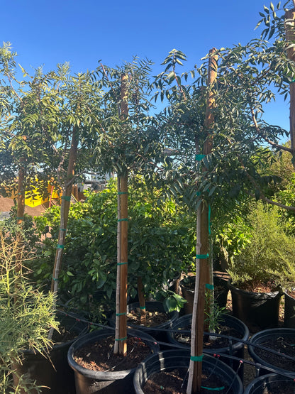 Chinese Pistache 'Red Push'