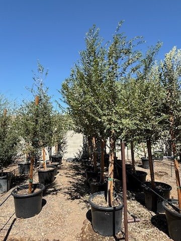 planting oak saplings in pots Buy Southern Live Oak Phoenix, AZ | Quercus virginiana