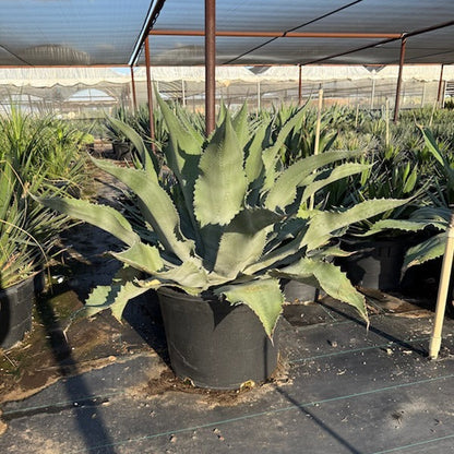 Mr. Ripples Agave