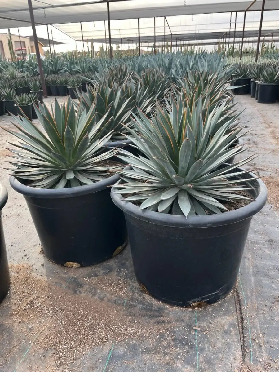 25 gallon Blue Glow Agave (Agave 'Blue Glow') pair in large nursery pots at Three Timbers — Phoenix, AZ