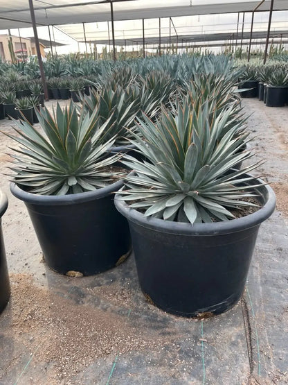 25 gallon Blue Glow Agave (Agave 'Blue Glow') pair in large nursery pots at Three Timbers — Phoenix, AZ