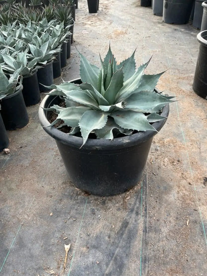 Whale's Tongue Agave