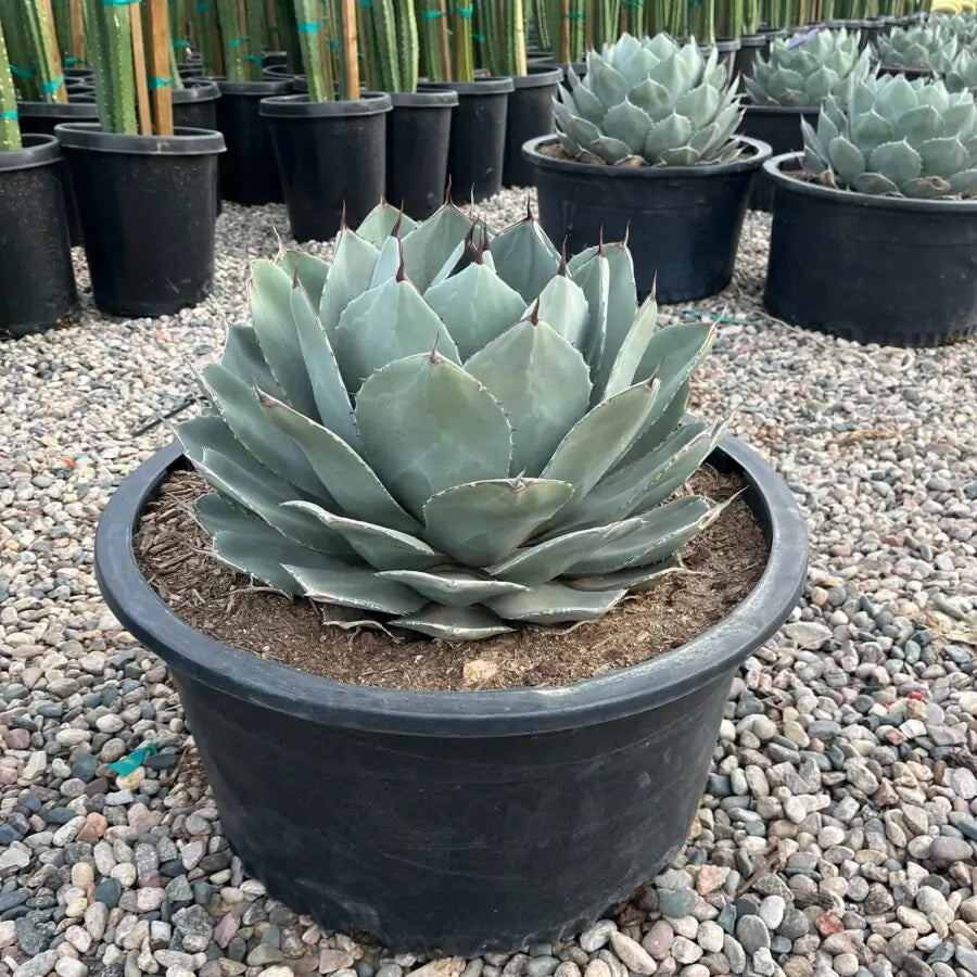 Parryi Agave