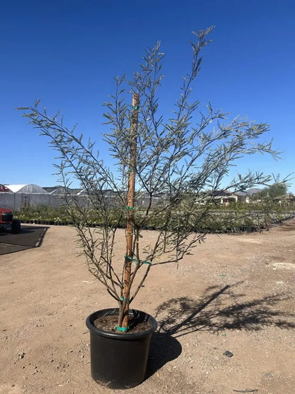 25 gallon Chilean Mesquite (Prosopis chilensis) staked young tree in black nursery pot — Phoenix, AZ