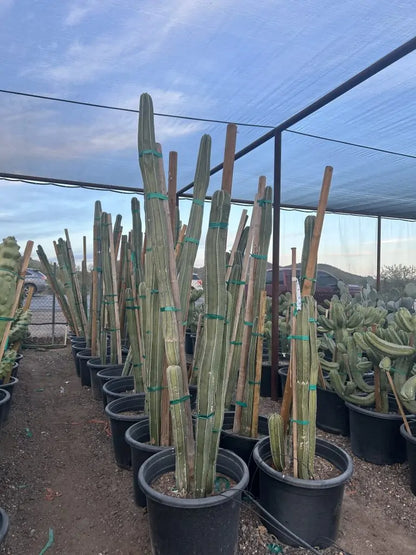 25 gallon Mexican Fence Post (Pachycereus marginatus) tall specimens staked in nursery pots — Phoenix, AZ