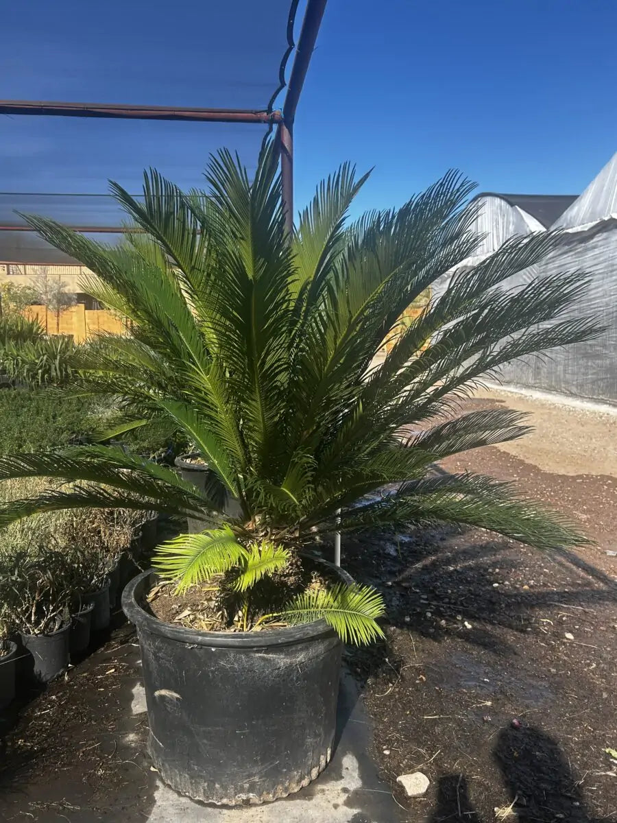 Buy Sago Palm Phoenix, AZ | Cycas revoluta