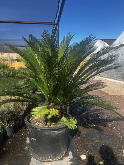 25 gallon Sago Palm with large spreading fronds in black nursery container at Three Timbers Phoenix AZ