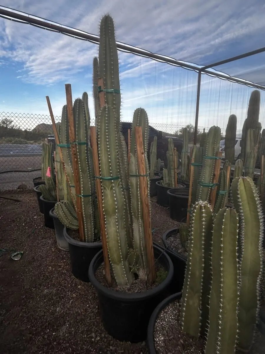 ventura cactus & succulents Buy Senita Cactus Phoenix, AZ | Lophocereus schottii