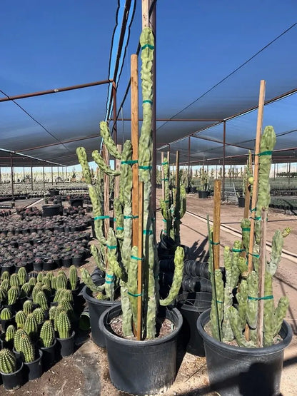 san pedro totem pole cactus Buy Totem Pole Minor Phoenix, AZ | L. schottii