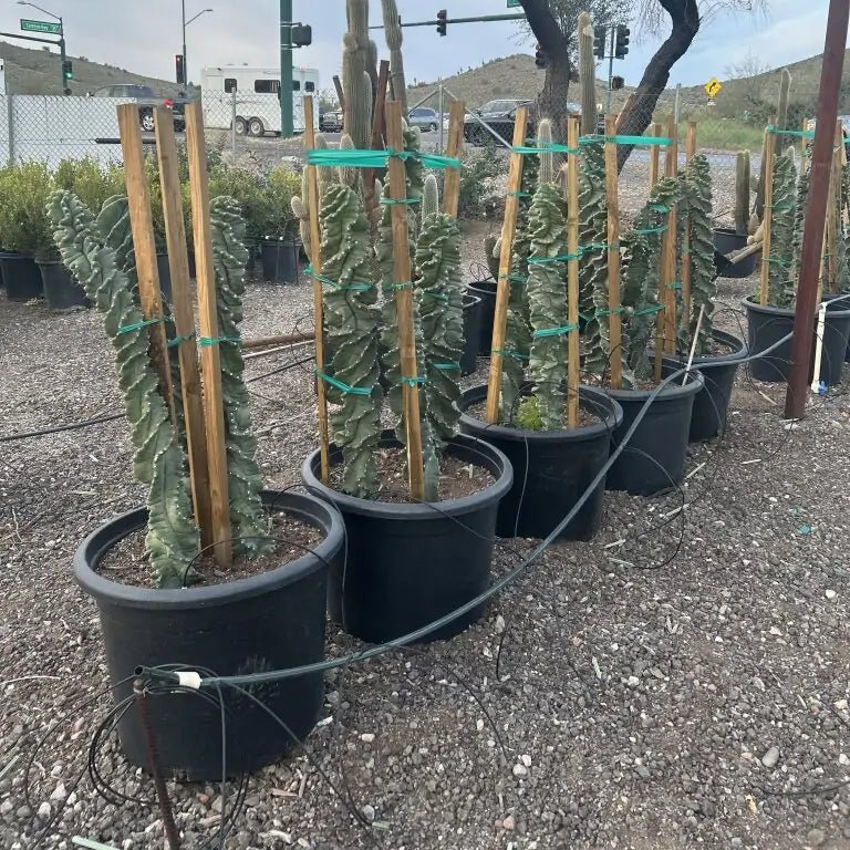 25 gallon Spiral Cereus (Cereus forbesii Spiralis) staked in large nursery pots on gravel — Phoenix, AZ