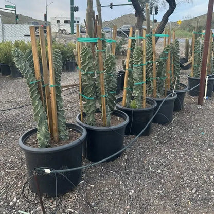 25 gallon Spiral Cereus (Cereus forbesii Spiralis) staked in large nursery pots on gravel — Phoenix, AZ