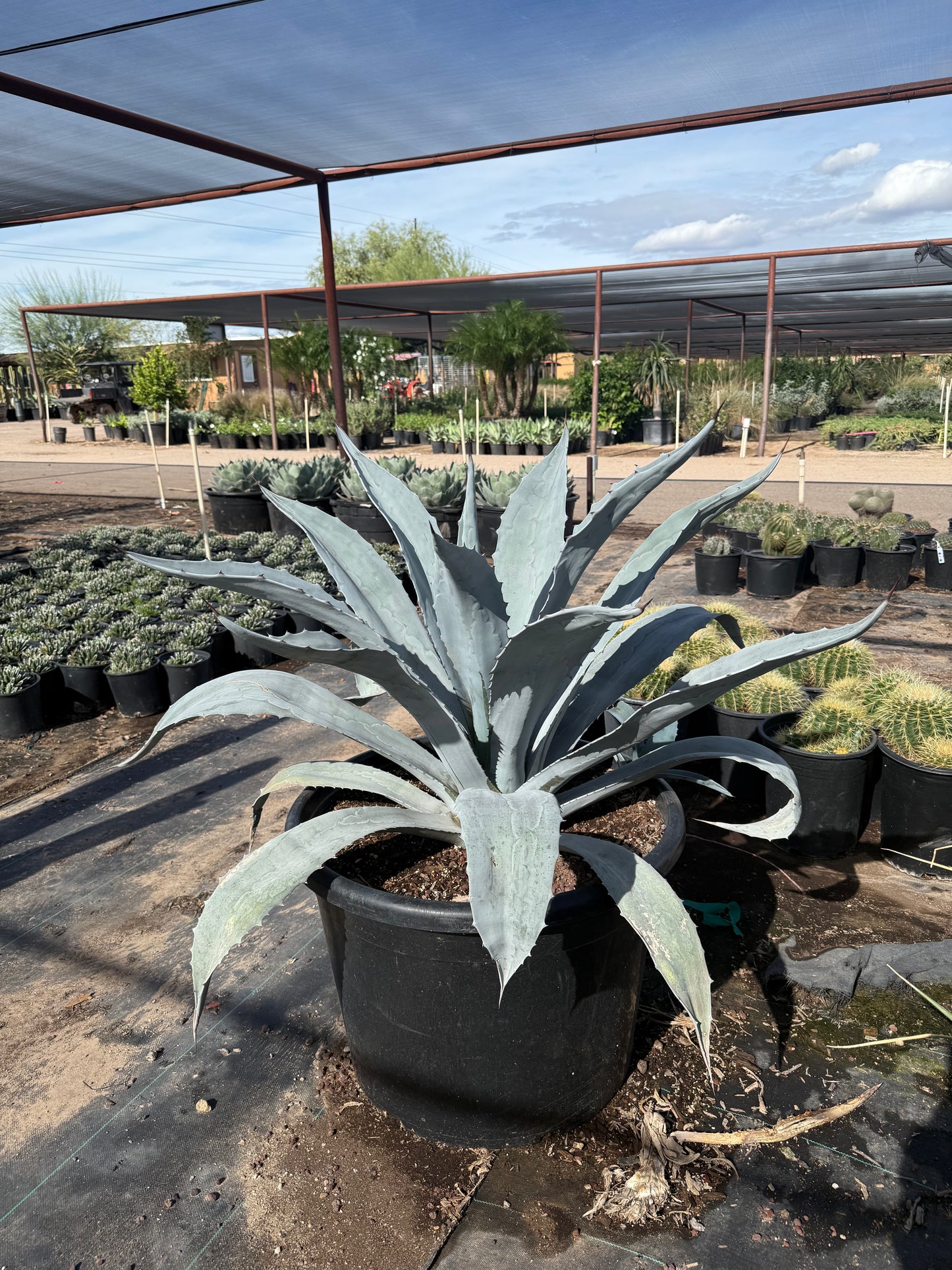 Agave americana 'Electric Blue'