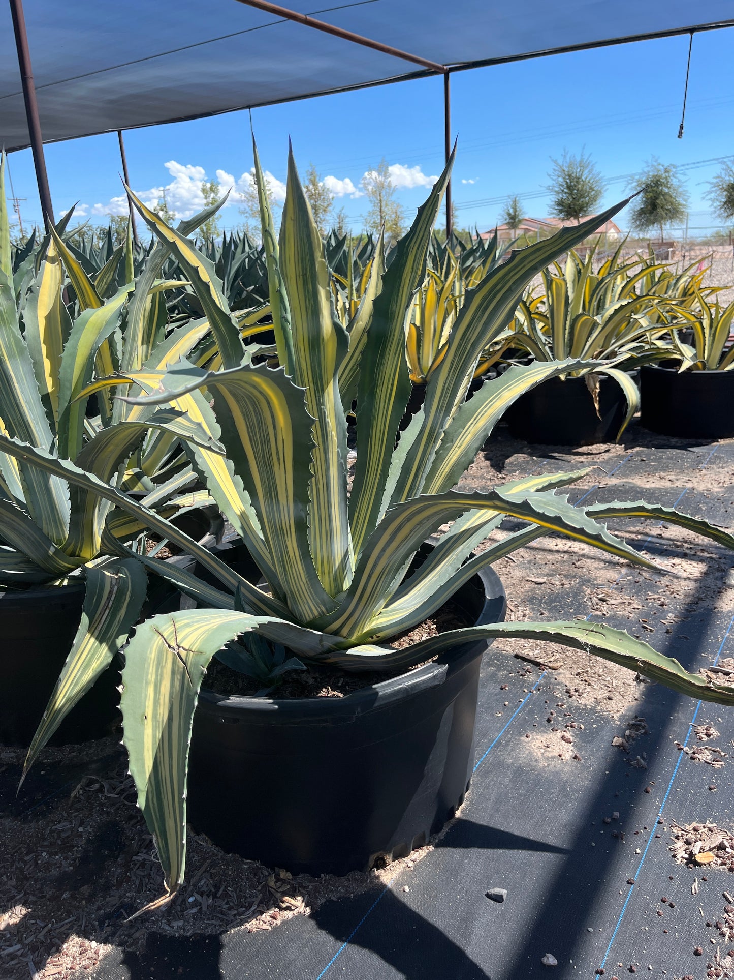 Stars & Stripes Agave CCF