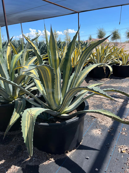 25 gallon Stars and Stripes Agave (Agave americana var. striata) in nursery — Phoenix, AZ