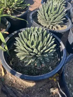 Queen Victoria Agave