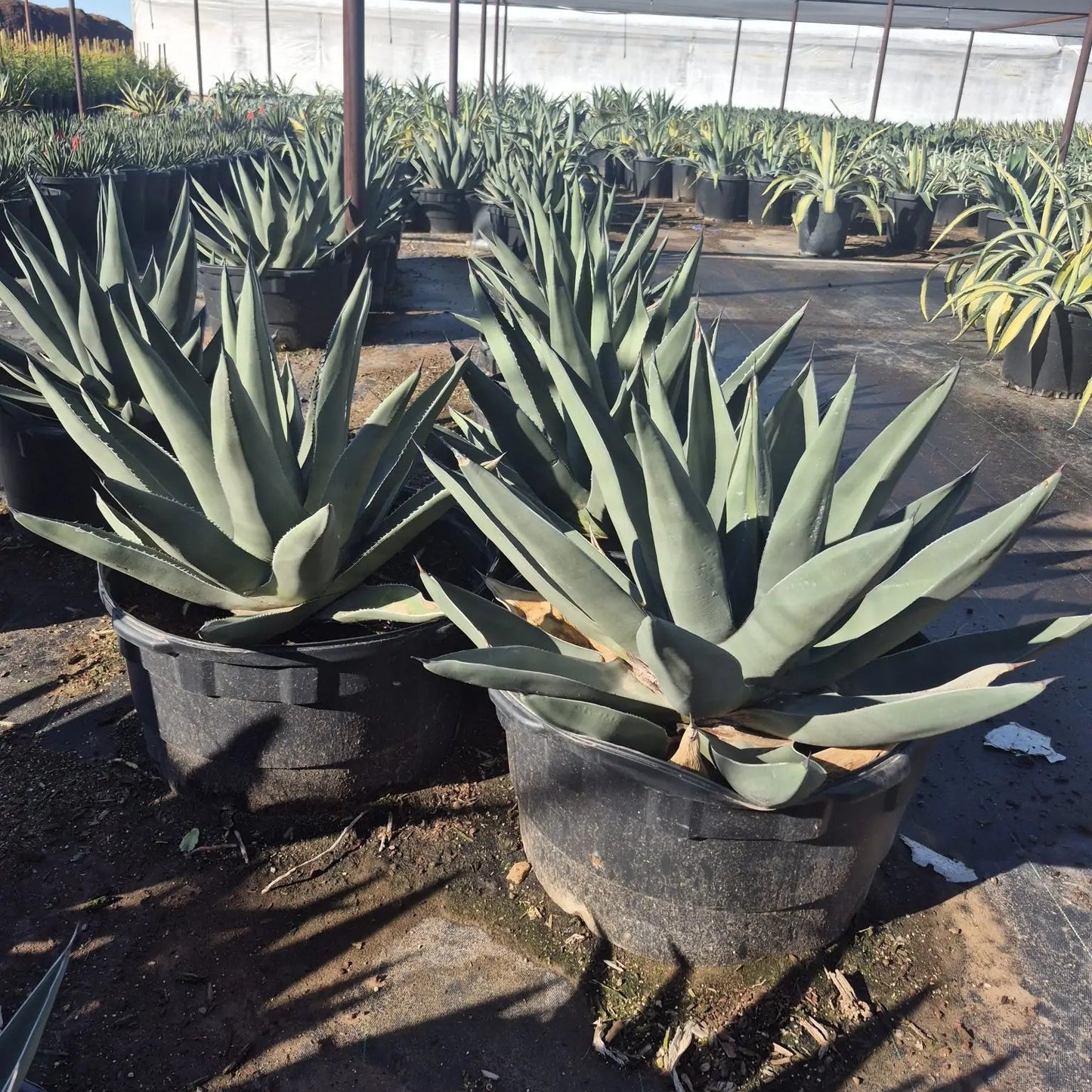Sharkskin Agave