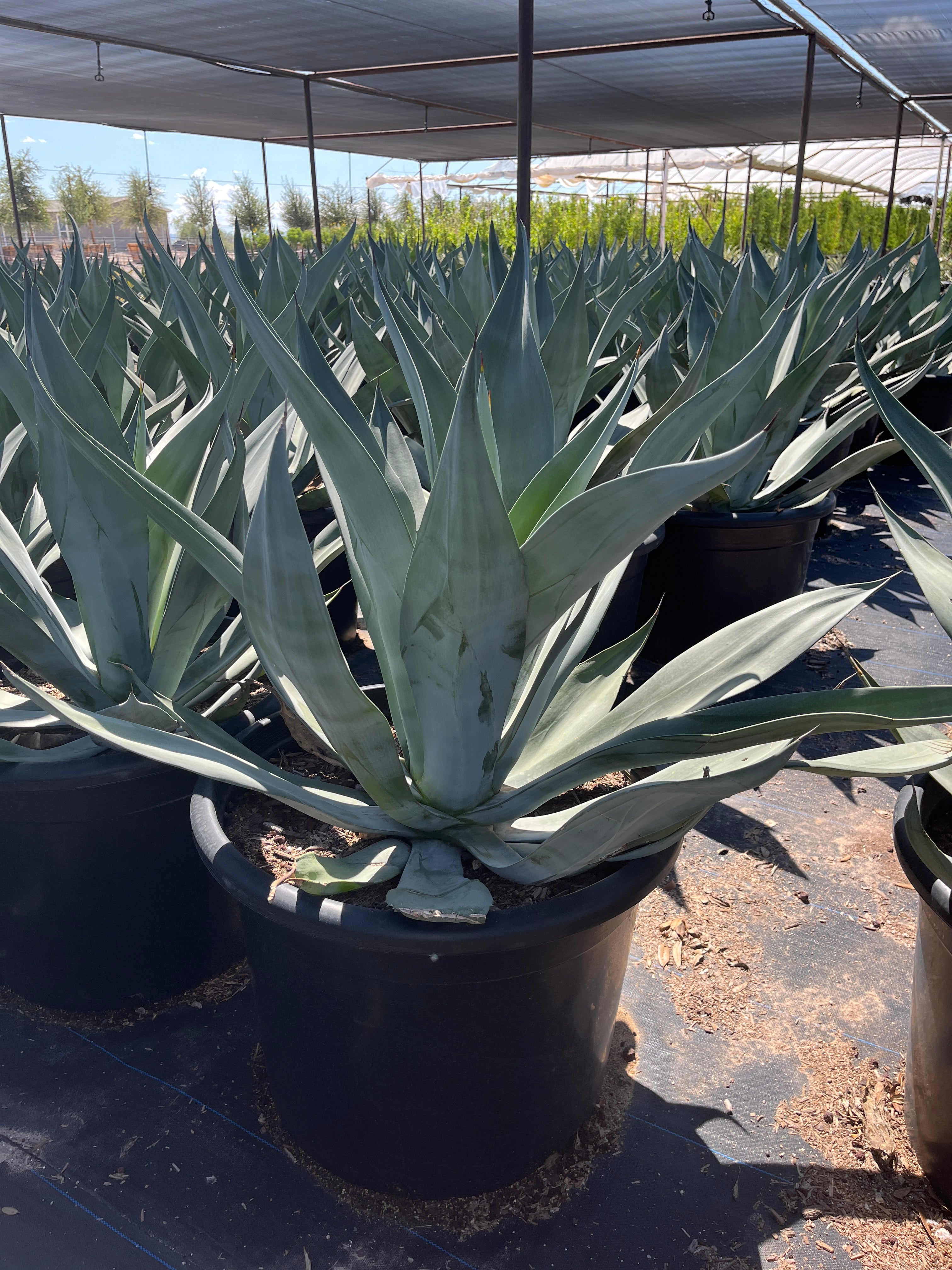 Big Boy Smooth Edge Agave CCF