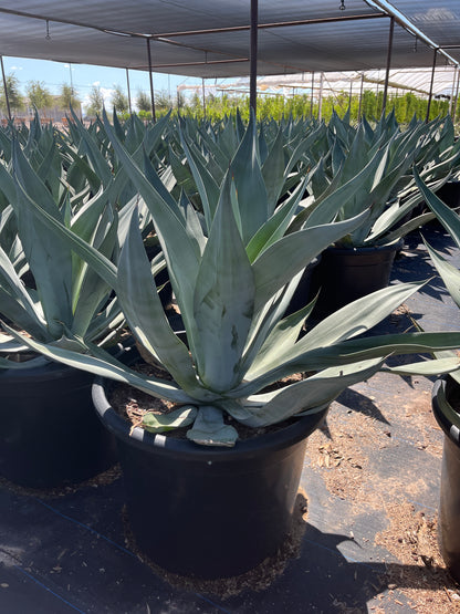 Big Boy Smooth Edge Agave CCF