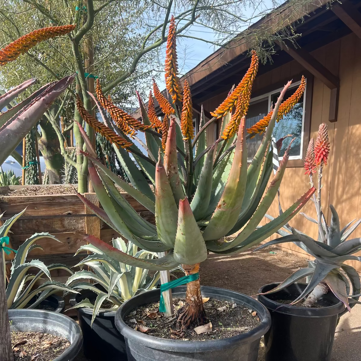 Cape Aloe