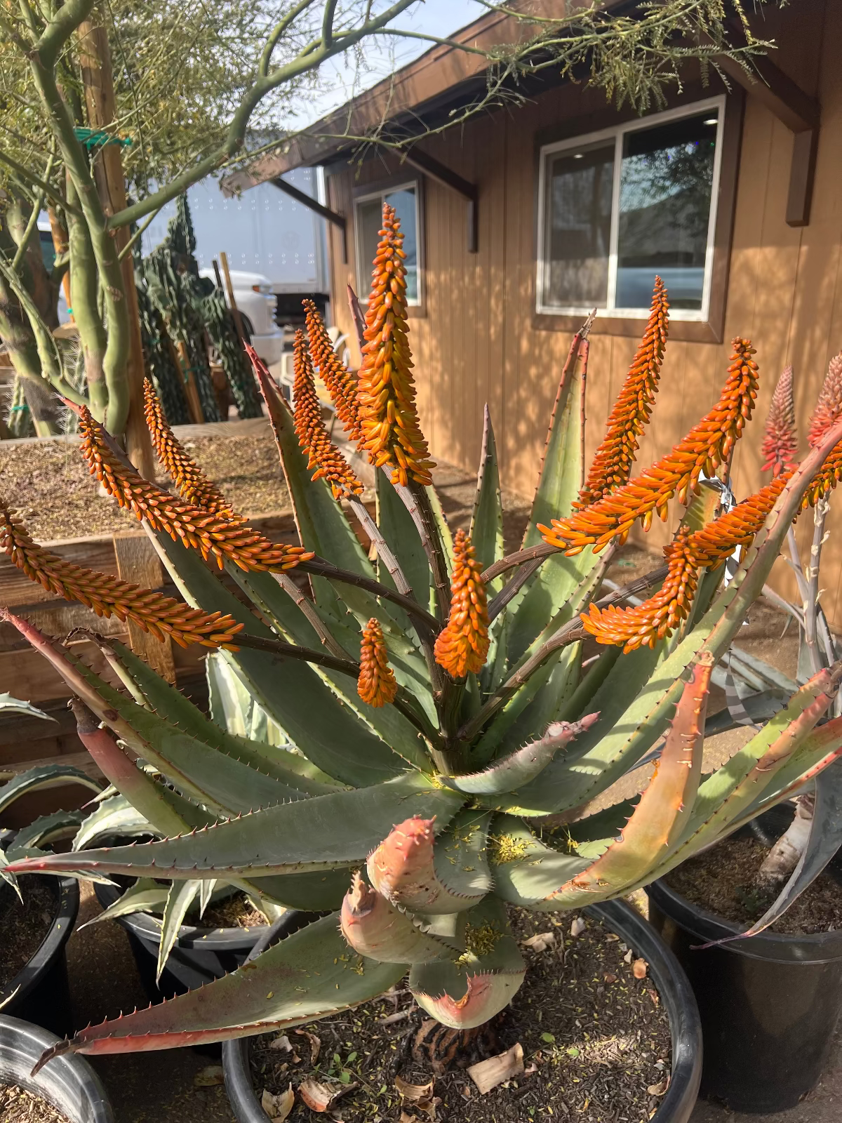 Cape Aloe