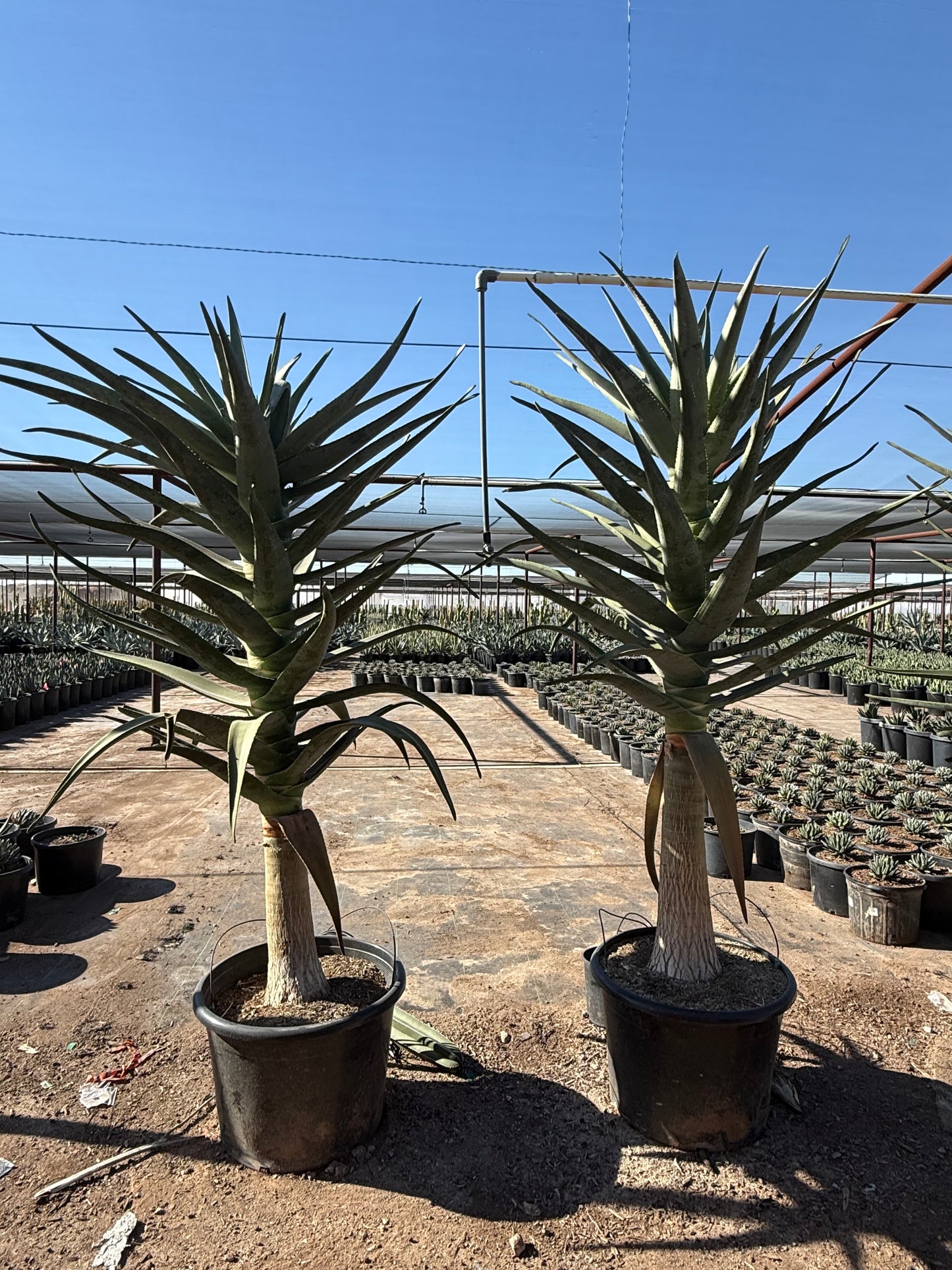 Hercules Tree Aloe