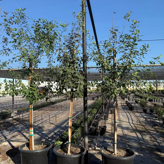 25 gallon Arizona Ash (Fraxinus velutina) shade trees in black nursery pots at Three Timbers — Phoenix, AZ