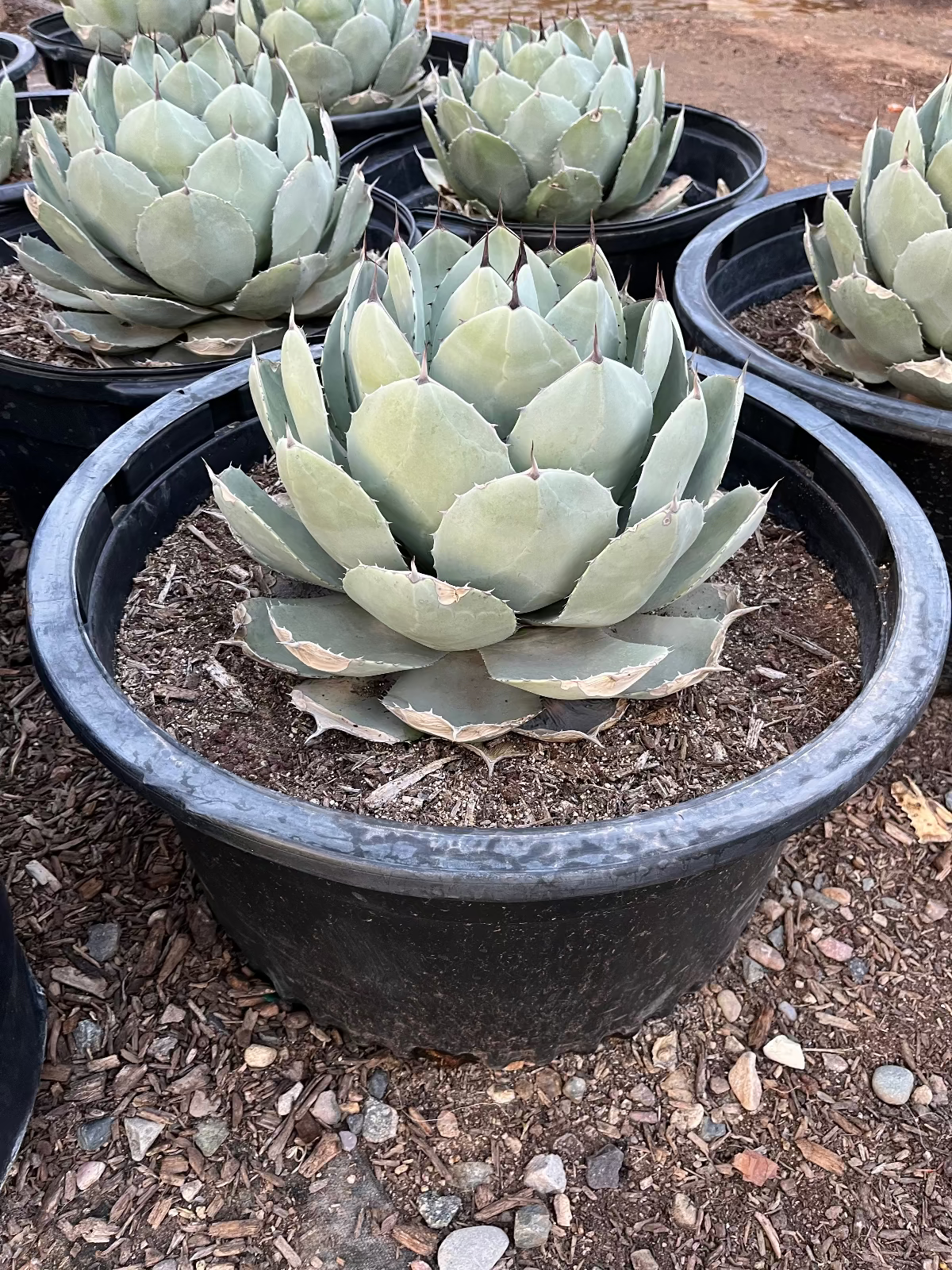 Artichoke Agave