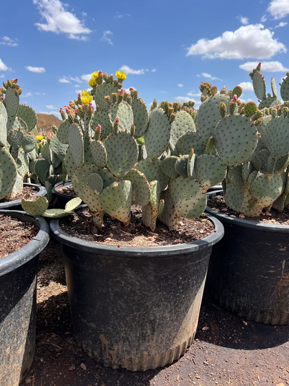Blind Prickly Pear