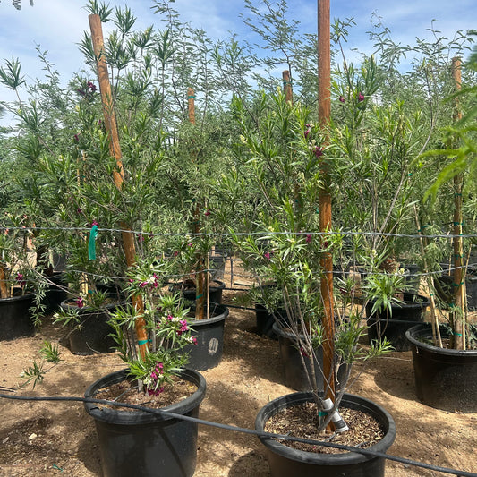 25 gallon Bubbalicious Desert Willow (Chilopsis linearis 'Bubbalicious') in nursery pot — Phoenix, AZ