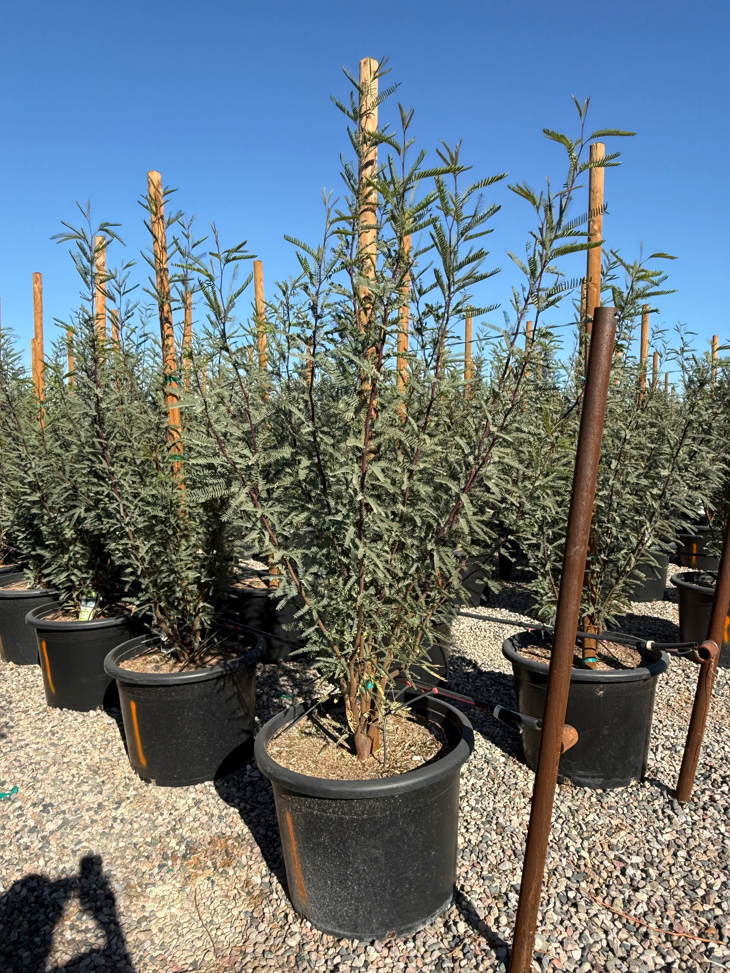 25 gallon Chilean Fuente Mesquite (Prosopis chilensis) staked trees in black pots at nursery — Phoenix, AZ