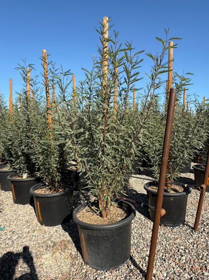 Chilean Fuente Mesquite