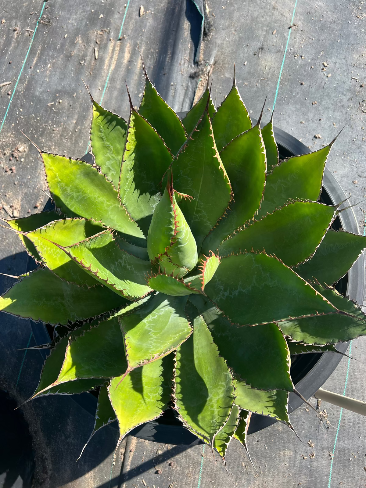 Cowhorn Agave