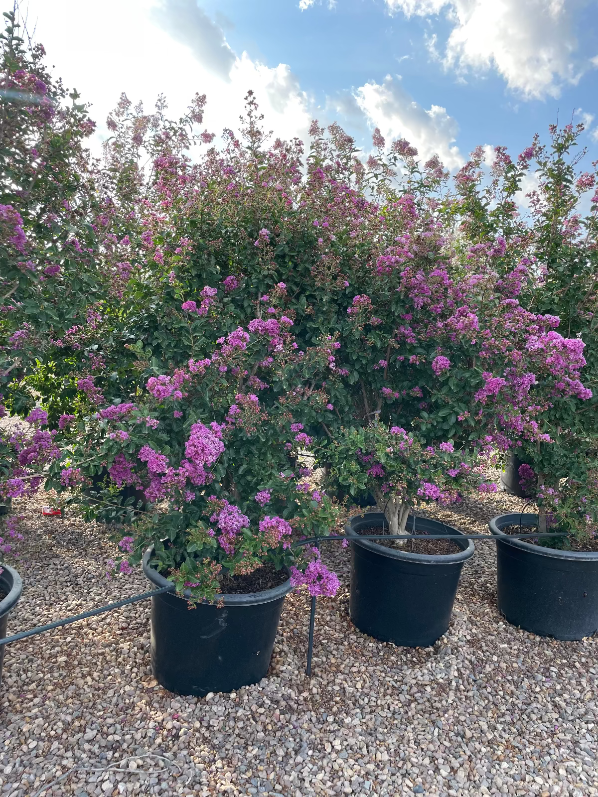 can you plant a crepe myrtle in a pot Buy Purple Crape Myrtle Tree Phoenix | Lagerstroemia
