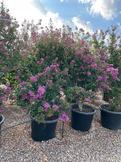 Purple Crape Myrtle