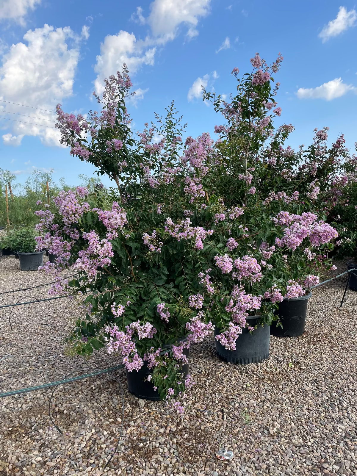 Purple Crape Myrtle
