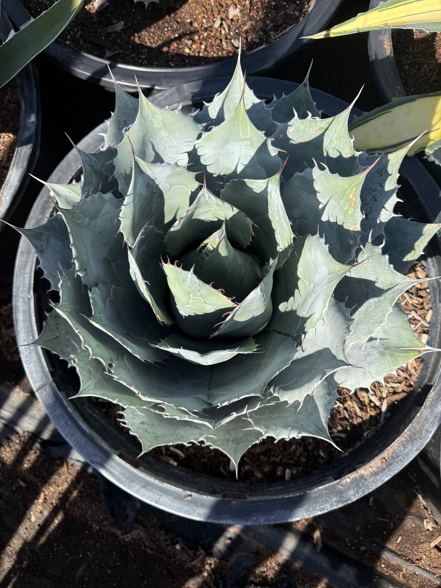 Desert Rose Agave
