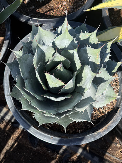 Desert Rose Agave