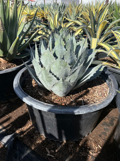 Desert Rose Agave