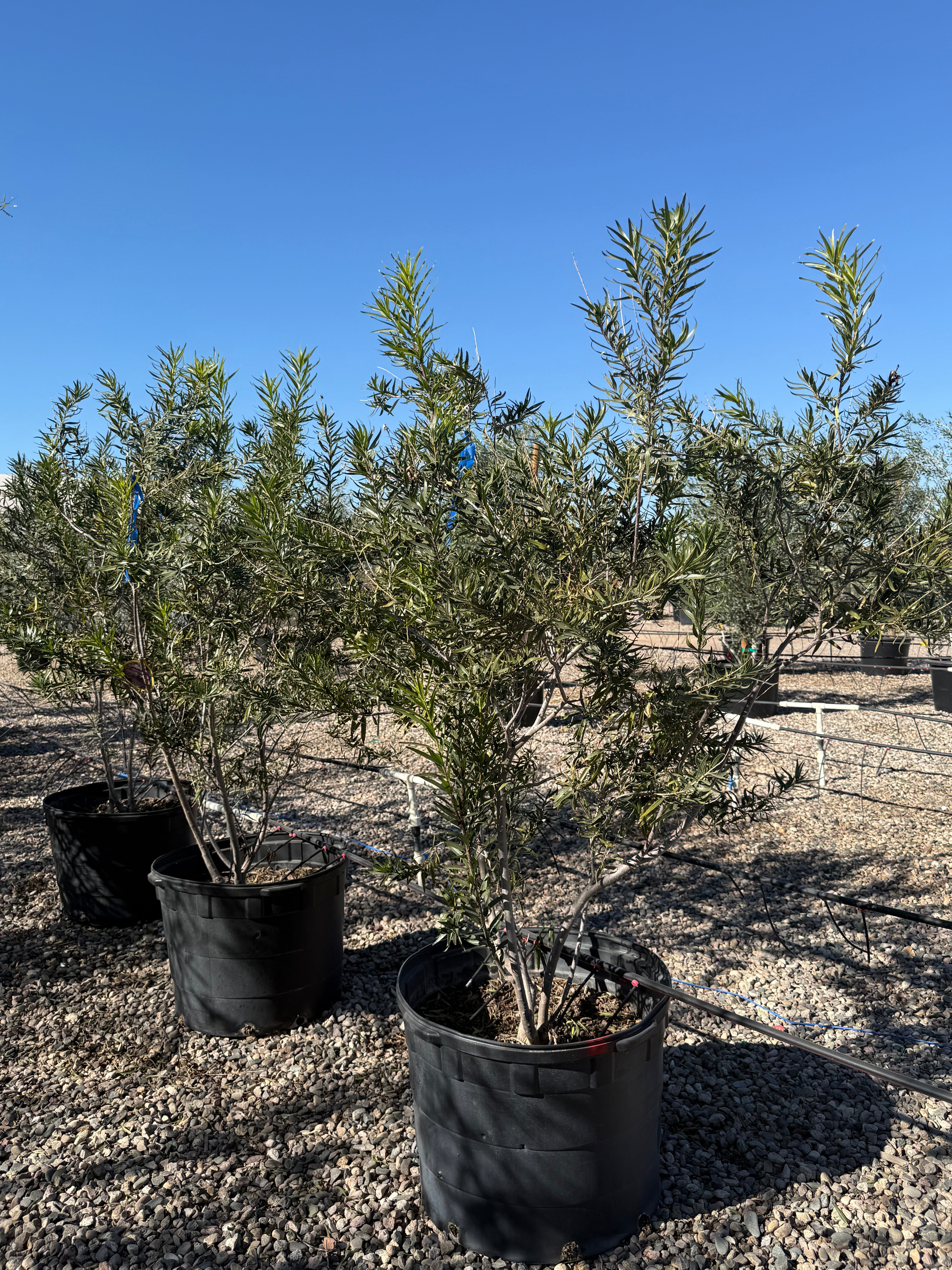 Sweet Bubba Desert Willow