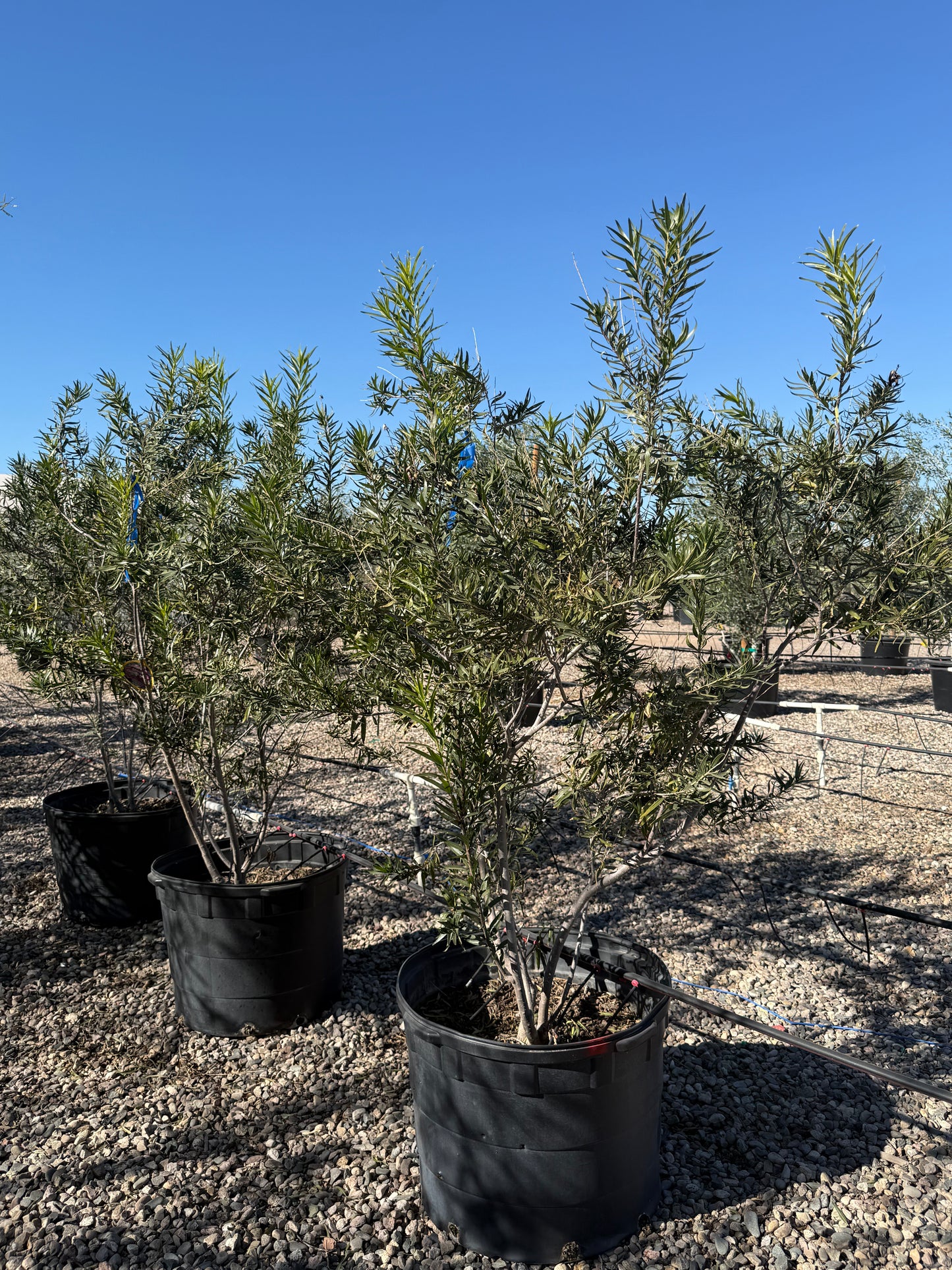 Sweet Bubba Desert Willow