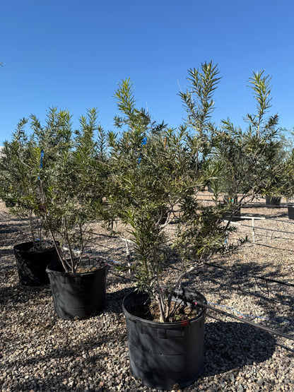 Sweet Bubba Desert Willow