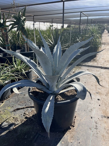 Electric Blue Agave