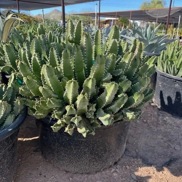 arizona succulent nurseries Buy Moroccan Mound Phoenix, AZ | Euphorbia resinifera