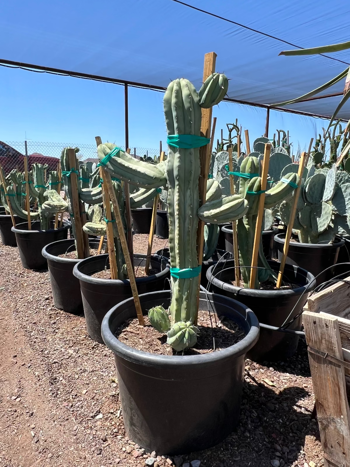 Blue Myrtle Cactus Major