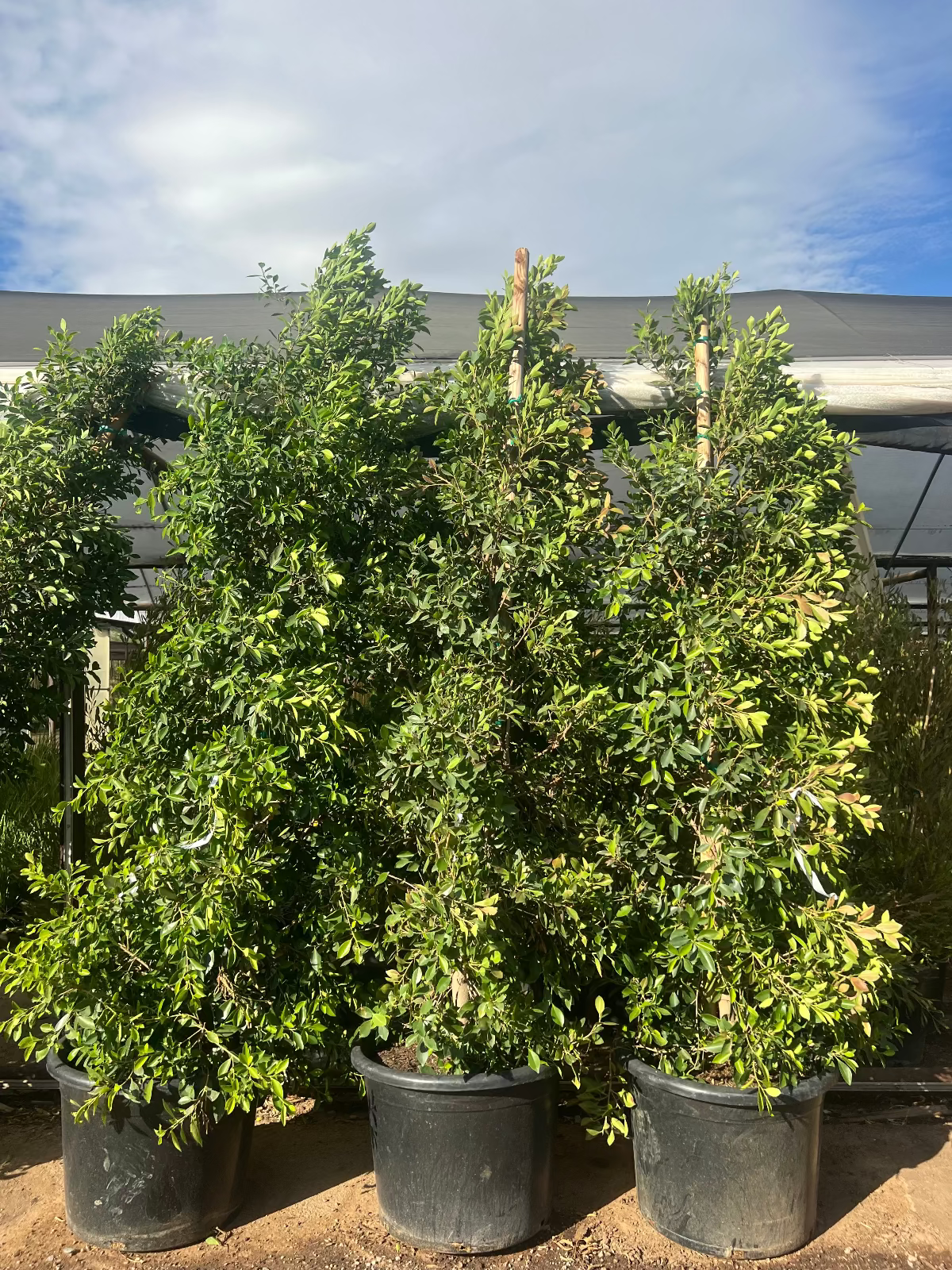 Indian Laurel Fig Ficus Column 25 gallon