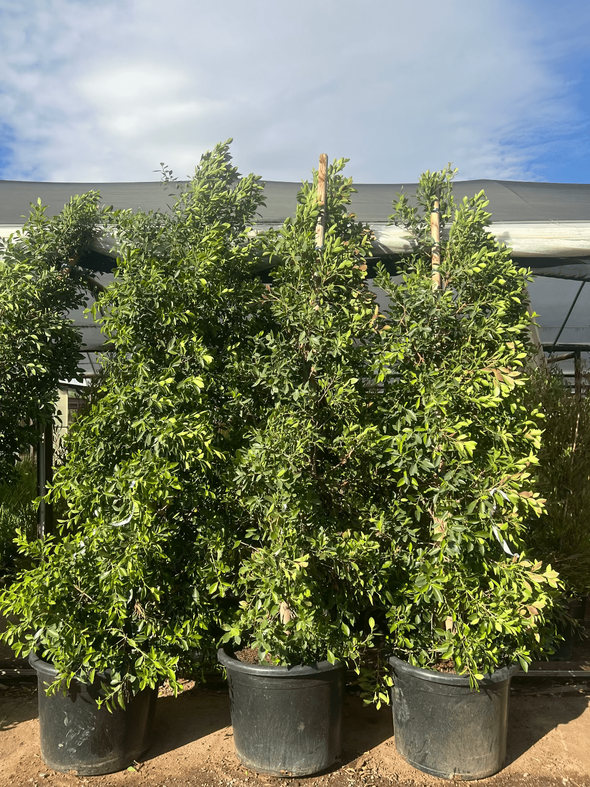 Indian Laurel Fig Ficus Column 25 gallon