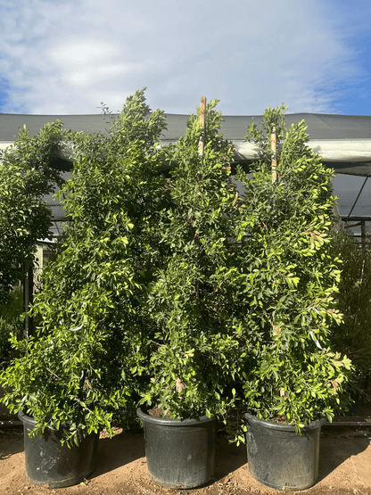 Indian Laurel Fig Ficus Column 25 gallon
