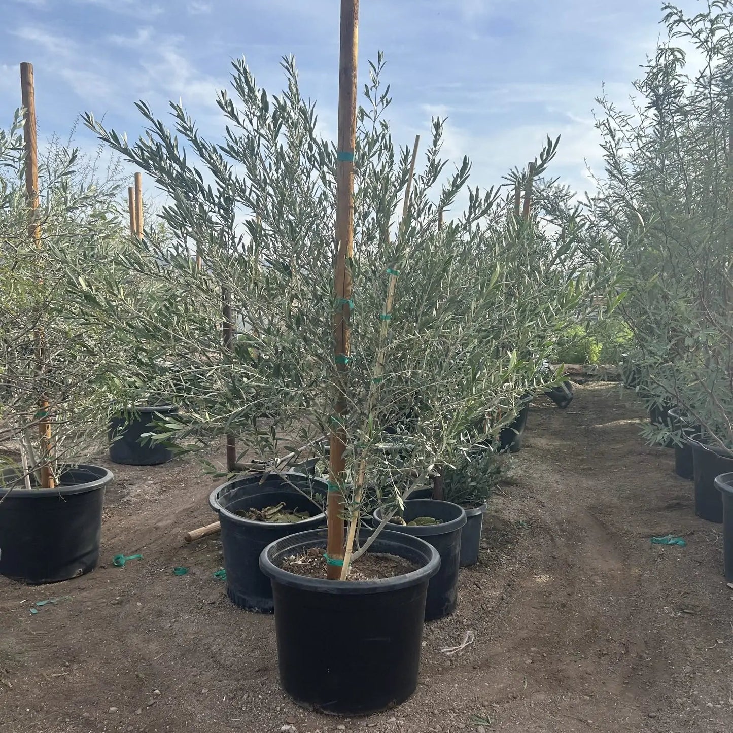 Fruitless Olive Tree