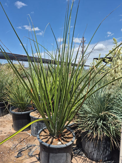 Giant Hesperaloe